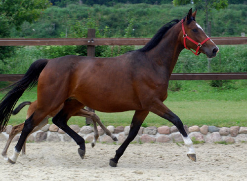 Karalina v. Exclusiv u.d. Elitestute Kassuben v. Enrico Caruso - Trakehner Gestt Hmelschenburg - Foto: Beate Langels, Gestt Hmelschenburg