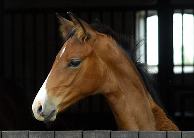 Trakehner Stutfohlen von Alter Fritz u.d. Schwalbenfee v. Freudenfest u.d. Pr.St. Schwalbenlust v. Enrico Caruso -  Foto: Beate Langels