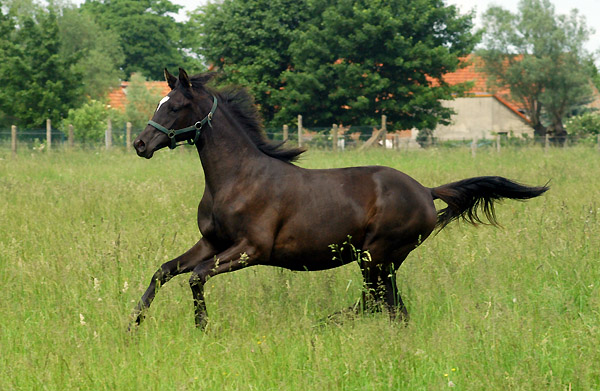 Jhrlingsstute von Shavalou u.d. Elitestute Gloriette v. Kostolany, Foto: Beate Langels