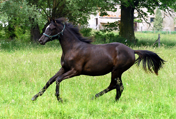 Jhrlingsstute von Shavalou u.d. Elitestute Gloriette v. Kostolany, Foto: Beate Langels