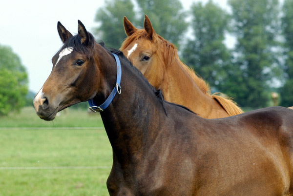 2-jhrige Trakehner Stute von Freudenfest u.d. Rominten v. Manrico