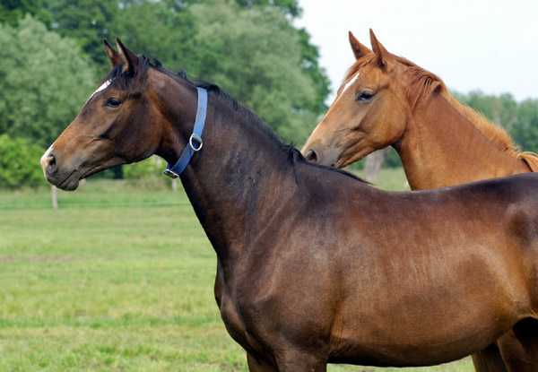 2-jhrige Trakehner Stute von Freudenfest u.d. Rominten v. Manrico