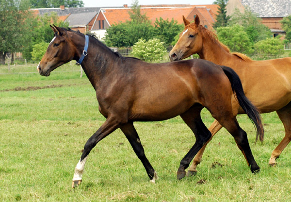 2-jhrige Trakehner Stute von Freudenfest u.d. Rominten v. Manrico