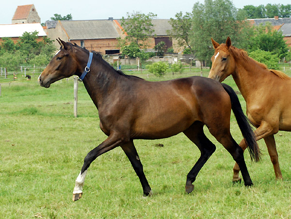 2-jhrige Trakehner Stute von Freudenfest u.d. Rominten v. Manrico