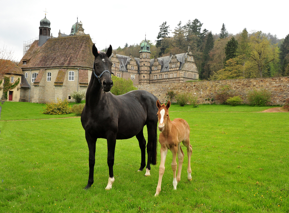 vITTORIA mit ihrer Tochter von Zauberdeyk - 2. Mai 2021 - Foto: Beate Langels - 
Trakehner Gestt Hmelschenburg