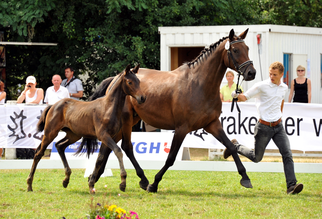 Reservesiegerin der Fohlenschau in Hmelschenburg
: Trakehner Stutfohlen von Saint Cyr u.d. Ava v. Freudenfest, Trakehner Gestt Hmelschenburg