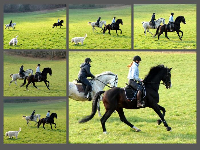 Shavalou und Tea Cup - 5. Mrz 2022 in Hmelschenburg  - Foto: Beate Langels - Trakehner Gestt Hmelschenburg