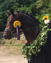 Juli und August - Impressionen - Trakehner Gestt Hmelschenburg 2018 - Foto: Beate Langels