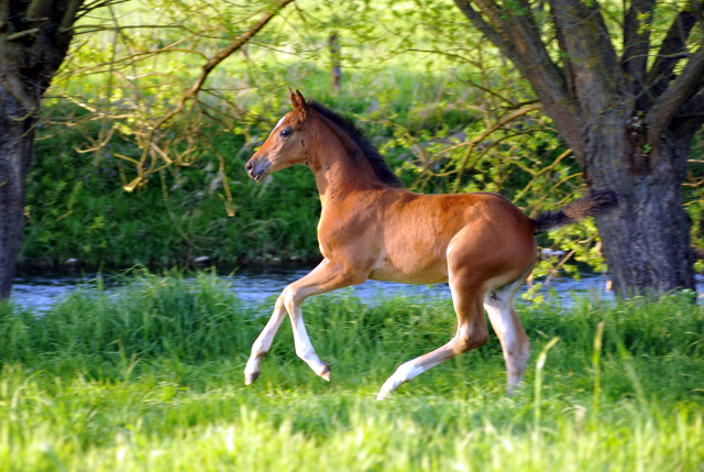 Stutfohlen v. High Motion x Alter Fritz - Gestt Hmelschenburg am 6. Mai 2016