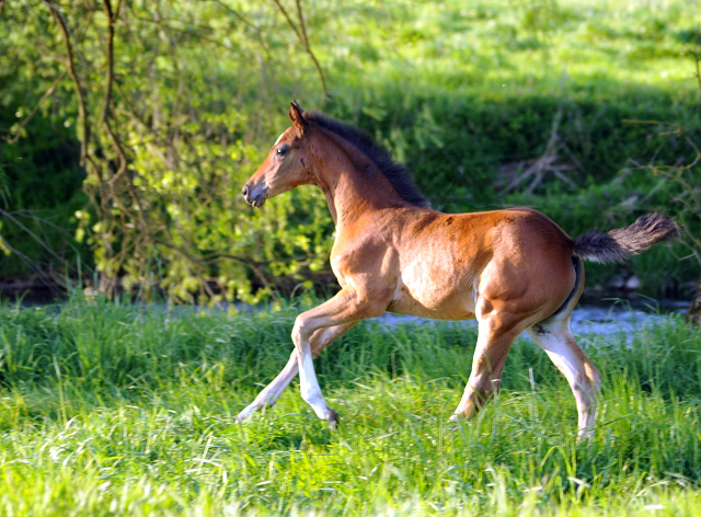 Stutfohlen v. High Motion x Alter Fritz - Gestt Hmelschenburg am 6. Mai 2016