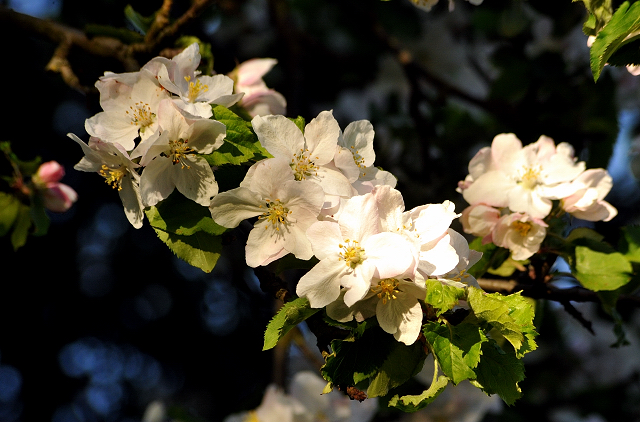 Gestt Hmelschenburg am 6. Mai 2016