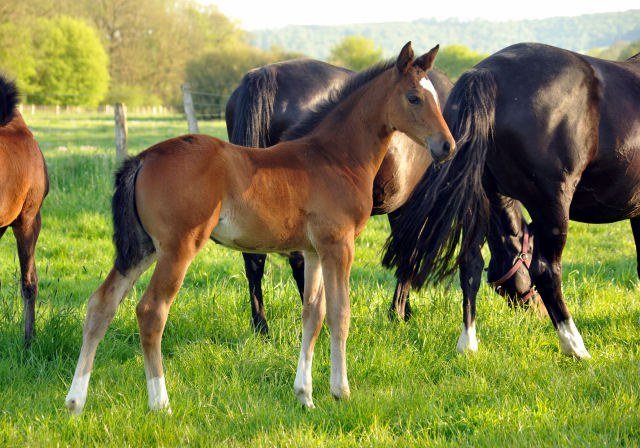 Stutfohlen v. High Motion x Alter Fritz - Gestt Hmelschenburg am 6. Mai 2016
