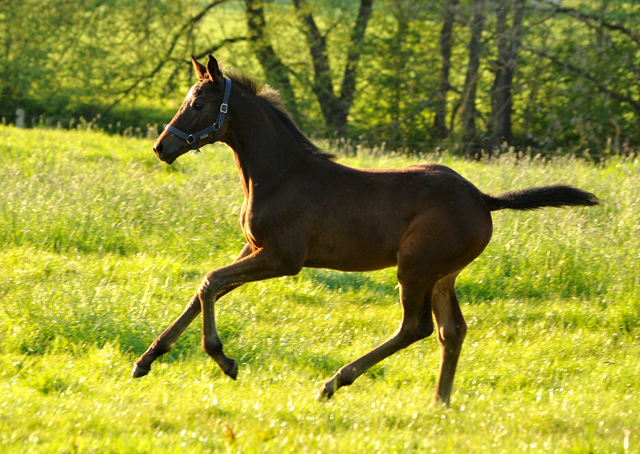 Valentine v. High Motion x Showmaster - Gestt Hmelschenburg am 6. Mai 2016