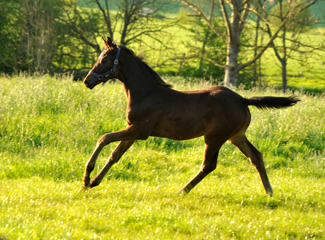 Valentine v. High Motion x Showmaster- Gestt Hmelschenburg am 6. Mai 2016