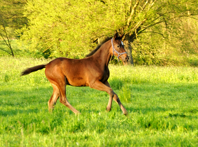 Valentine v. High Motion x Showmaster- Gestt Hmelschenburg am 6. Mai 2016