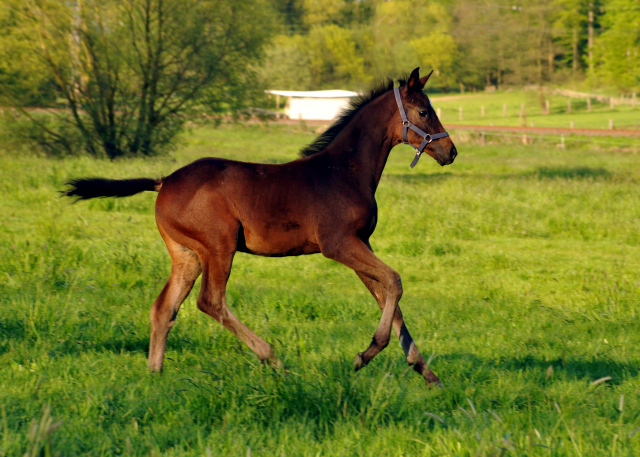 Valentine v. High Motion x Showmaster - Gestt Hmelschenburg am 6. Mai 2016