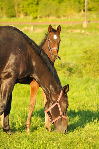 Valentine v. High Motion x Showmaster- Gestt Hmelschenburg am 6. Mai 2016