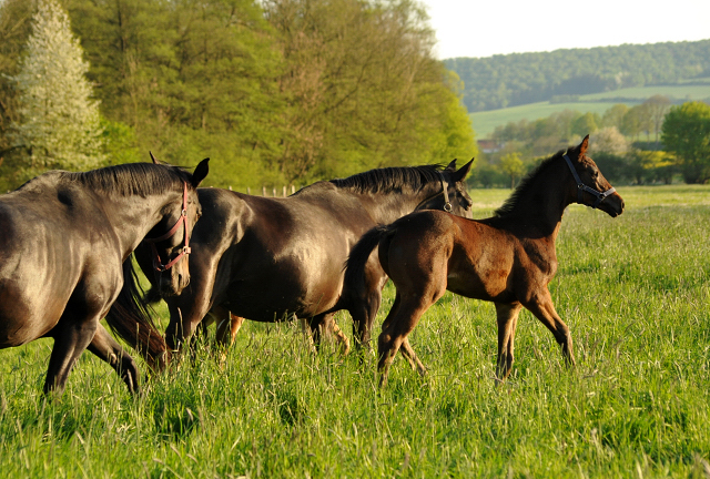 Gestt Hmelschenburg am 6. Mai 2016
