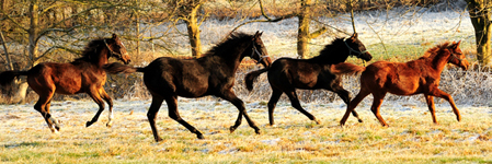 Die Stutfohlen im Dezember 2016 - Foto: Beate Langels -
Trakehner Gestt Hmelschenburg