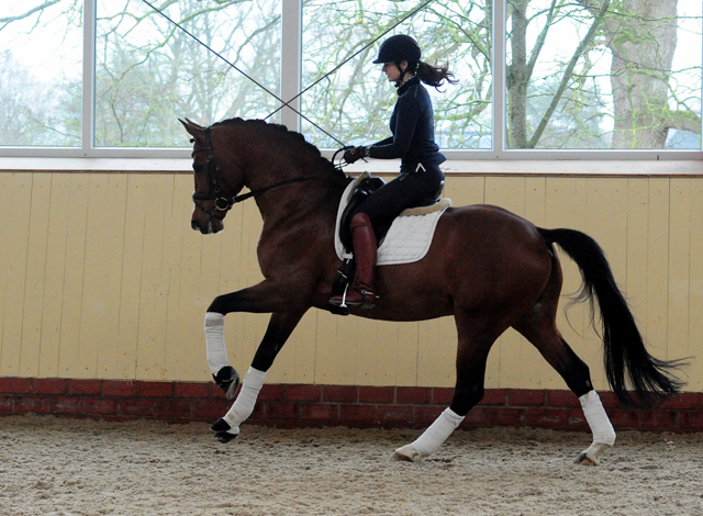 High Motion von Saint Cyr und Vera Nass - Trakehner Gestt Hmelschenburg - Beate Langels - Foto: Beate Langels