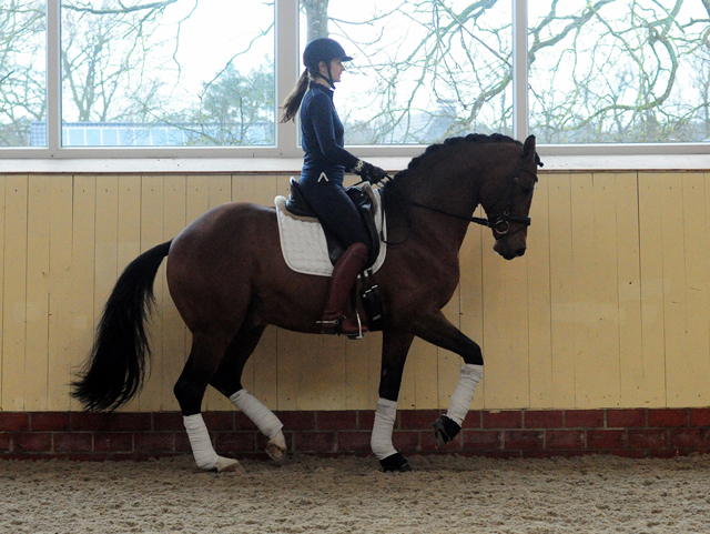 High Motion von Saint Cyr und Vera Nass - Trakehner Gestt Hmelschenburg - Beate Langels - Foto: Beate Langels