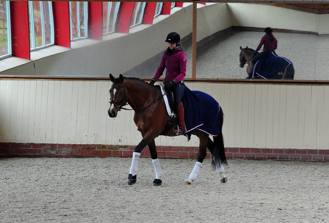High Motion von Saint Cyr und Vera Nass - Trakehner Gestt Hmelschenburg - Beate Langels - Foto: Beate Langels