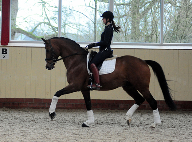 High Motion von Saint Cyr und Vera Nass - Trakehner Gestt Hmelschenburg - Beate Langels - Foto: Beate Langels