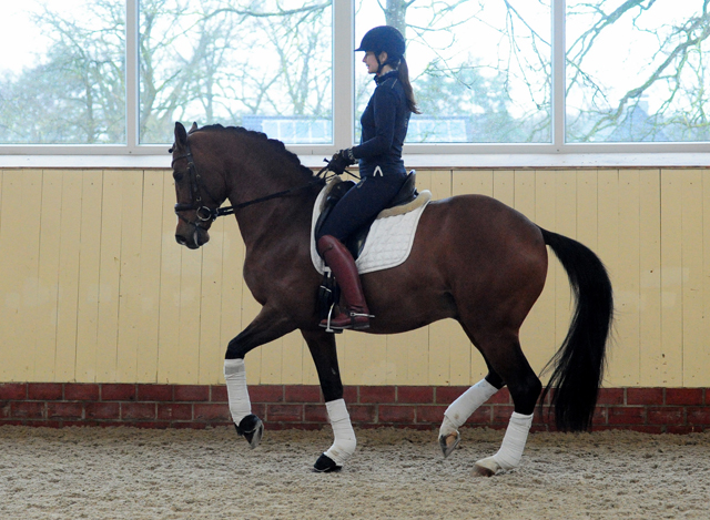 High Motion von Saint Cyr und Vera Nass - Trakehner Gestt Hmelschenburg - Beate Langels - Foto: Beate Langels