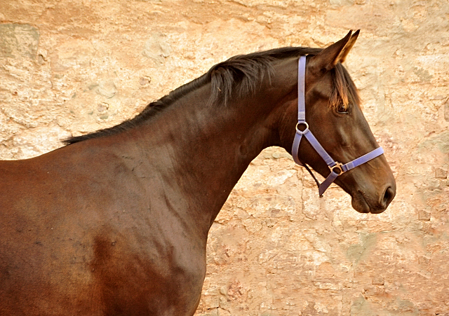 Kahlessi - Trakehner Stute von El Greco u.d. Pr.u.St.Pr.St. Kendra v. Freudenfest - Foto: Beate Langels -
Gest t Sch plitz