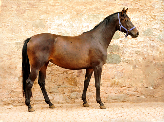Kahlessi - Trakehner Stute von El Greco u.d. Pr.u.St.Pr.St. Kendra v. Freudenfest - Foto: Beate Langels -
Gest t Sch plitz