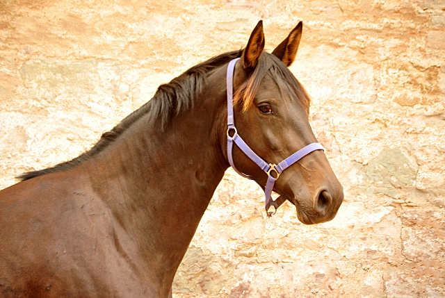 Kahlessi - Trakehner Stute von El Greco u.d. Pr.u.St.Pr.St. Kendra v. Freudenfest - Foto: beate Langels -
Gest t Sch plitz
