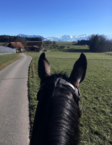 Vicenta von Exclusiv u.d. Vicenza v. Showmaster - Trakehner Gestt Hmelschenburg