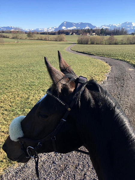 Vicenta von Exclusiv u.d. Vicenza v. Showmaster - Trakehner Gestt Hmelschenburg