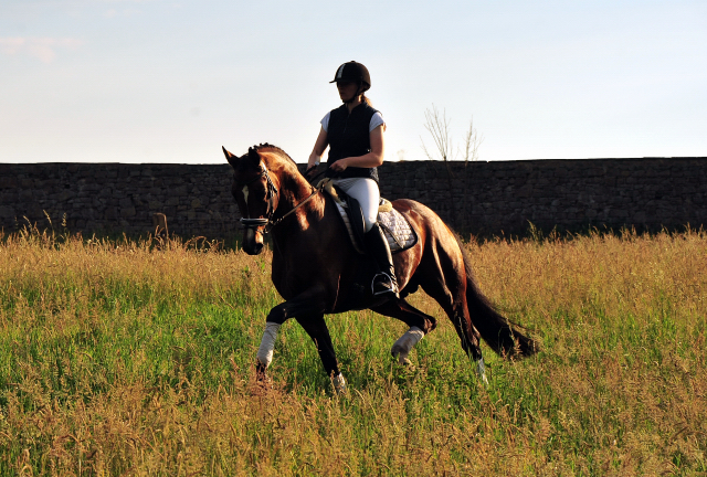 High Motion von Saint Cyr im Juni 2020 - Foto: Beate Langels - Trakehner Gestt Hmelschenburg