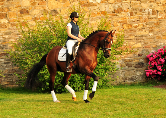 Trakehner Hengst High Motion von Saint Cyr x Summertime, Foto: Beate Langels - Gestt Hmelschenburg