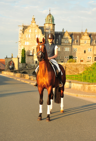 High Motion von Saint Cyr im Juni 2020 - Foto: Beate Langels - Trakehner Gestt Hmelschenburg