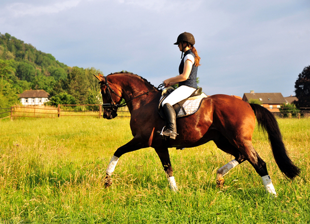 High Motion von Saint Cyr im Juni 2020 - Foto: Beate Langels - Trakehner Gestt Hmelschenburg