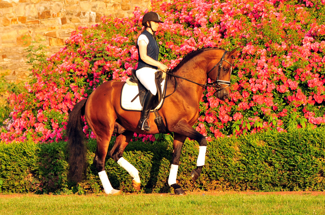 High Motion von Saint Cyr im Juni 2020 - Foto: Beate Langels - Trakehner Gestt Hmelschenburg