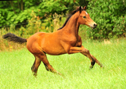 Juli und August - Impressionen - Trakehner Gestt Hmelschenburg 2018 - Foto: Beate Langels