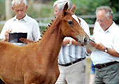 Fohlenschau in Schplitz 2007