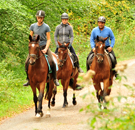 Juli und August - Impressionen - Trakehner Gestt Hmelschenburg 2018 - Foto: Beate Langels