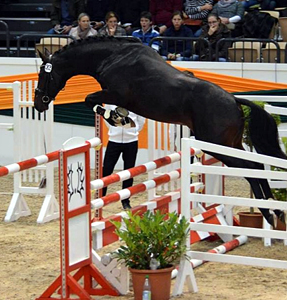 Trakehner Hengst von Saint Cyr u.d. Pr.St. Under the moon v. Easy Game - Herzkristall , Foto: Beate Langels - Trakehner Gestt Hmelschenburg