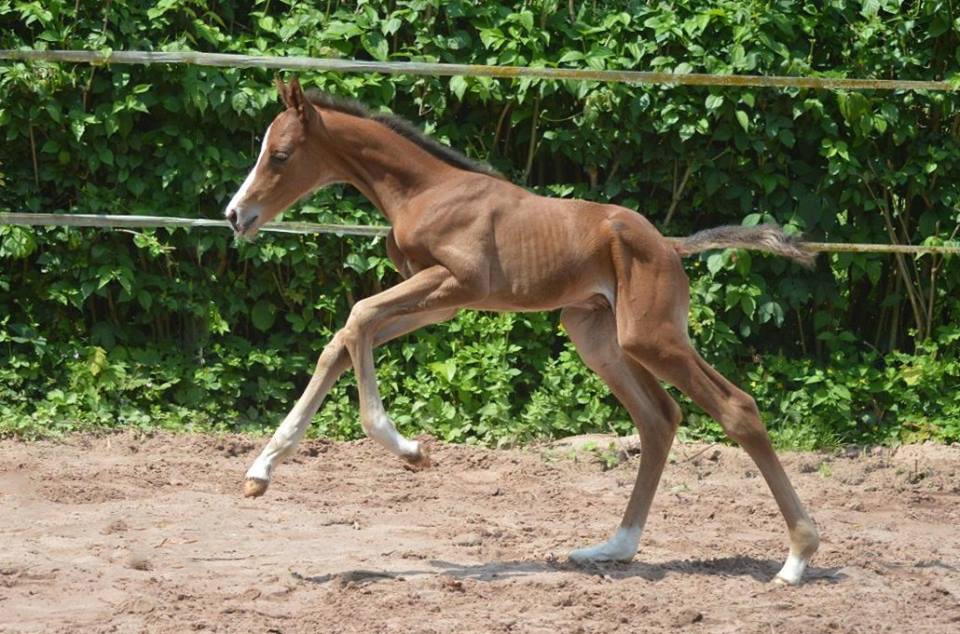 Trakehner Hengstfohlen von High Motion u.d. Pr.St. Unforgattable v. Prince Patmos - Herzkristall , Foto: Alexandra Becker - Trakehner Gestt Hmelschenburg