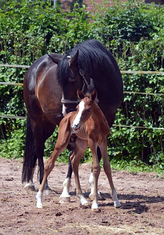 Trakehner Hengstfohlen von High Motion u.d. Pr.St. Unforgattable v. Prince Patmos - Herzkristall , Foto: Alexandra Becker - Trakehner Gestt Hmelschenburg