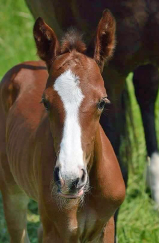 Trakehner Hengstfohlen von High Motion u.d. Pr.St. Unforgattable v. Prince Patmos - Herzkristall , Foto: Alexandra Becker - Trakehner Gestt Hmelschenburg