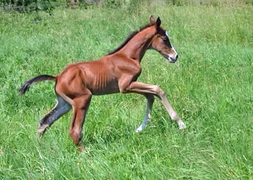 Trakehner Hengstfohlen von High Motion u.d. Pr.St. Unforgattable v. Prince Patmos - Herzkristall , Foto: Alexandra Becker - Trakehner Gestt Hmelschenburg
