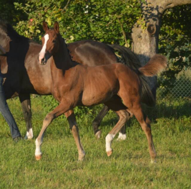 Hengstfohlen von High Motion x Prince Patmos - Foto: Alexandra Becker