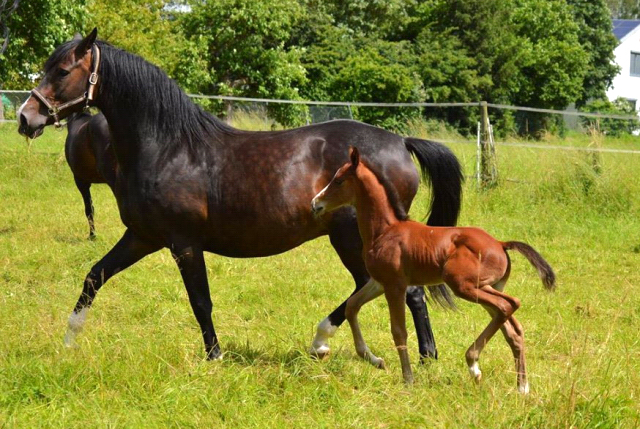Trakehner Hengstfohlen von High Motion u.d. Pr.St. Unforgattable v. Prince Patmos - Herzkristall , Foto: Alexandra Becker - Trakehner Gestt Hmelschenburg