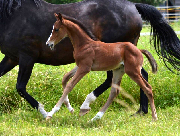 Trakehner Hengstfohlen von High Motion u.d. Pr.St. Unforgattable v. Prince Patmos - Herzkristall , Foto: Alexandra Becker - Trakehner Gestt Hmelschenburg