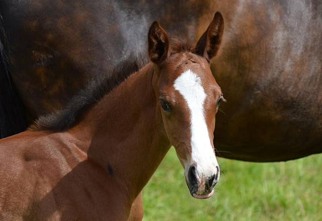 Trakehner Hengstfohlen von High Motion u.d. Pr.St. Unforgattable v. Prince Patmos - Herzkristall , Foto: Alexandra Becker - Trakehner Gestt Hmelschenburg